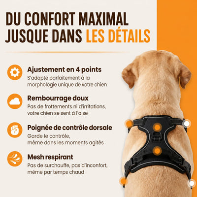 Harnais pour chien Mooveria