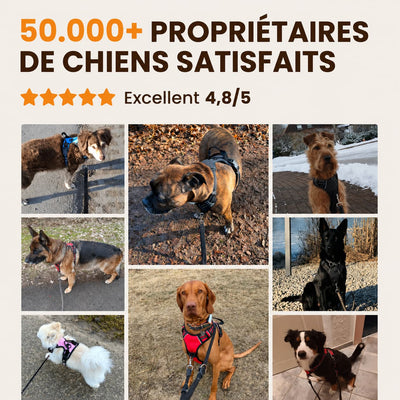 Harnais pour chien Mooveria