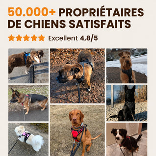 Harnais pour chien Mooveria