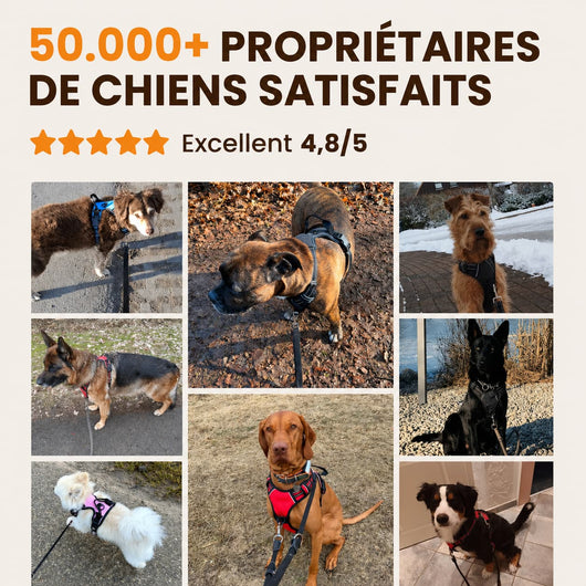 Harnais pour chien Mooveria
