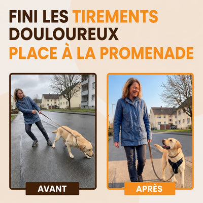 Harnais pour chien Mooveria