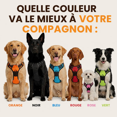 Harnais pour chien Mooveria